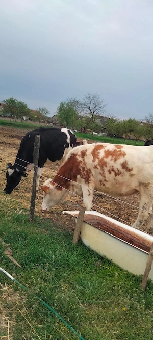 juninci gestante 8 luni