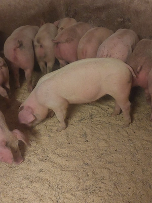 vând purcei și soldani diferite mărimi  - imagine 4