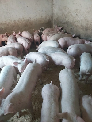 vând purcei și soldani diferite mărimi  - imagine 2