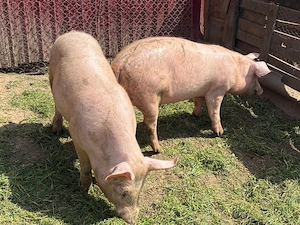 Vier si scroafa de vanzare - imagine 2