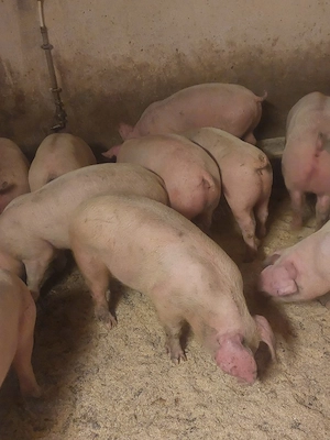 vând purcei și soldani diferite mărimi  - imagine 4