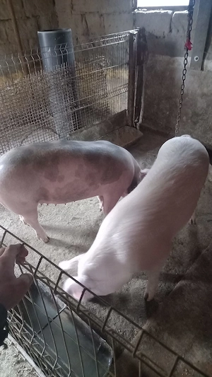 Scrofite de vanzare - imagine 2