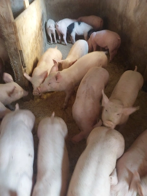 vând purcei și soldani diferite mărimi  - imagine 4