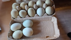 vind ouă de rață românească!oua de gaina verzi! - imagine 4