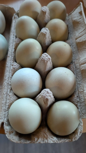 vind ouă de rață românească!oua de gaina verzi! - imagine 5