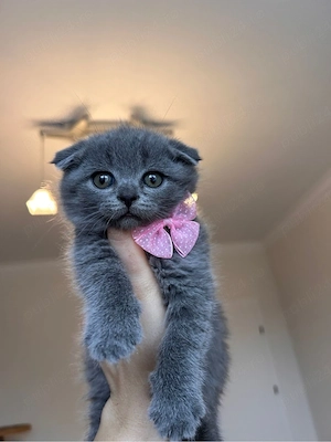 motanel Scottish fold