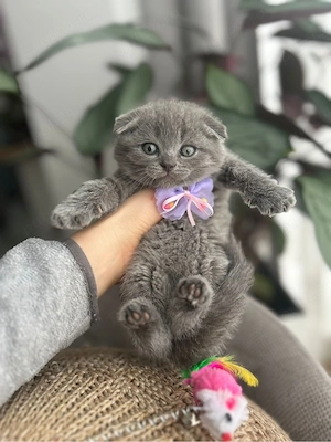 Scottish fold din parinti cu pedigree