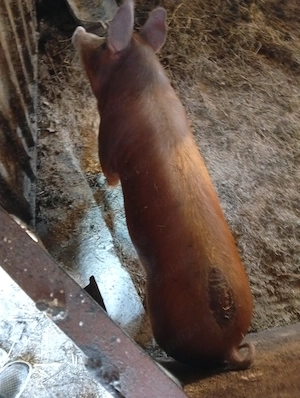 Vând doua scrofițe duroc,in jur de 100 kg bucata pentru monta sau pt sacrificare