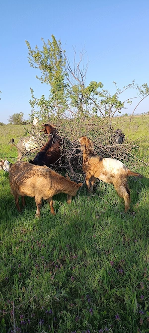 capre de vânzare    - imagine 4