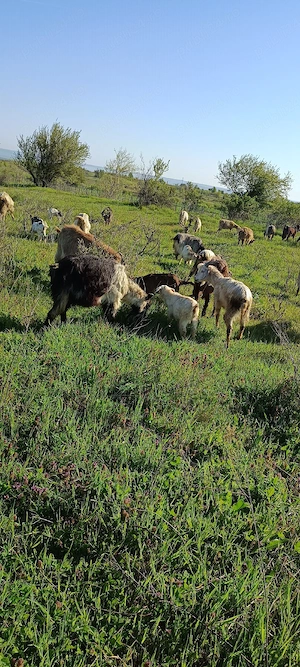 capre de vânzare    - imagine 3