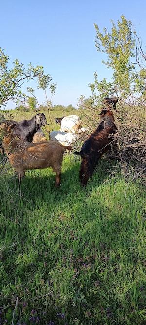 capre de vânzare    - imagine 2