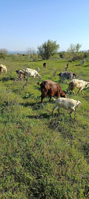 capre de vânzare    - imagine 5