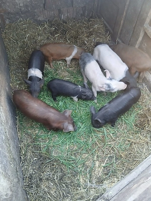 De Vânzare 8 purcei 7 săptămânii vacinați  - imagine 4