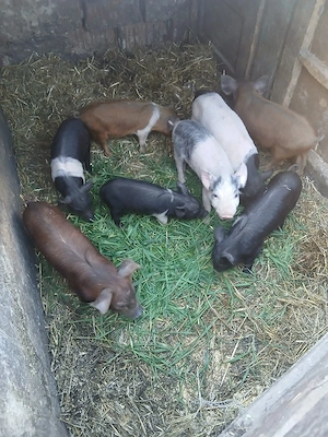 De Vânzare 8 purcei 7 săptămânii vacinați  - imagine 3