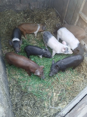 De Vânzare 8 purcei 7 săptămânii vacinați  - imagine 2