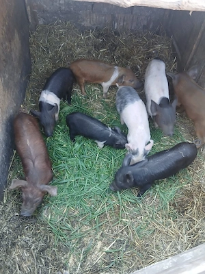 De Vânzare 8 purcei 7 săptămânii vacinați 