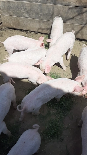 Purcei de 8 săptămâni 