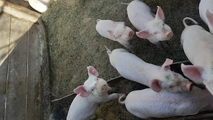 Purcei de 8 săptămâni  - imagine 6