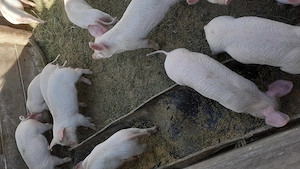 Purcei de 8 săptămâni  - imagine 2