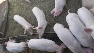 Purcei de 8 săptămâni  - imagine 3