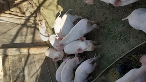 Purcei de 8 săptămâni  - imagine 7