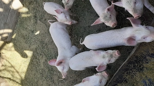 Purcei de 8 săptămâni  - imagine 4