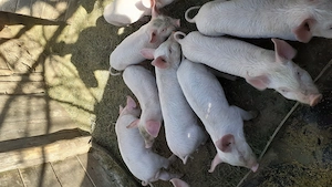 Purcei de 8 săptămâni  - imagine 5