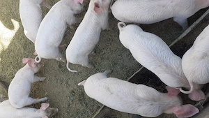 Purcei de 8 săptămâni  - imagine 8