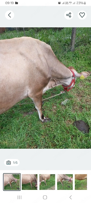 Vaca jersey 3 ani ,gestanta 8 luni