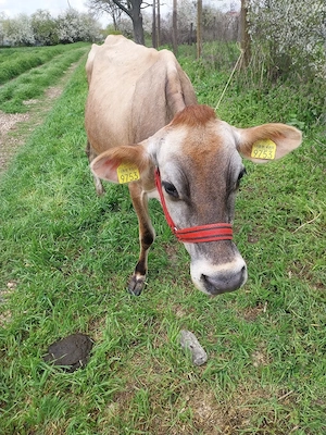 Vaca jersey 3 ani ,gestanta 8 luni