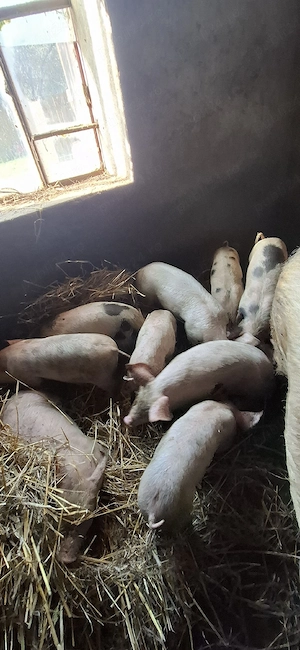 Vând purcei 500 ron bucata  - imagine 2