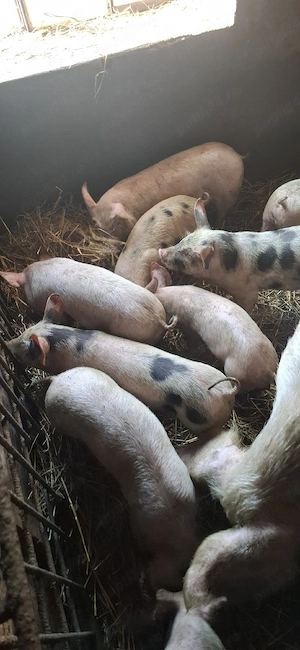 Vând purcei 500 ron bucata 