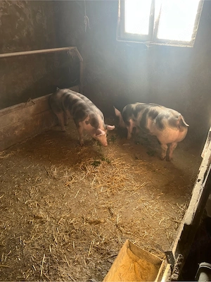 de vinzare 2 scrofite 80-90  kg 