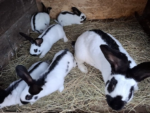 pui iepuri de vanzare - imagine 3