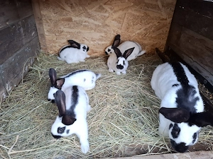 pui iepuri de vanzare - imagine 5