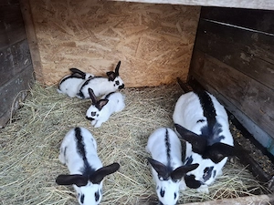 pui iepuri de vanzare - imagine 2