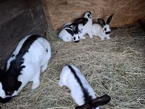 pui iepuri de vanzare - imagine 4