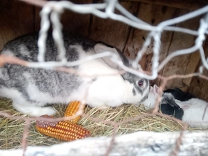 Vând 2 iepuroaice cu pui  - imagine 3