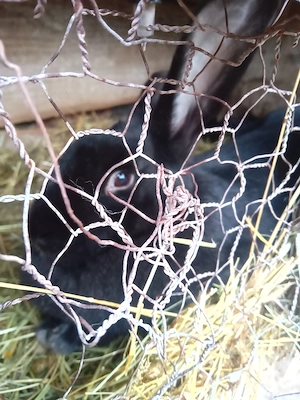 Vând 2 iepuroaice cu pui  - imagine 2