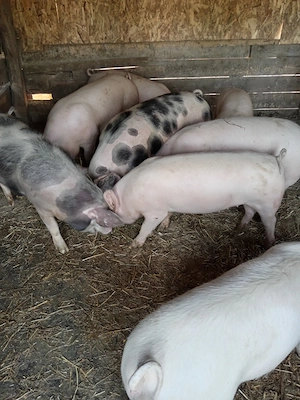 Soldani frumosi  - imagine 2