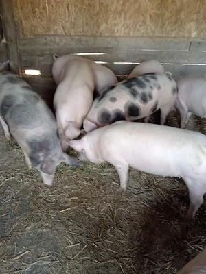 Soldani frumosi  - imagine 3