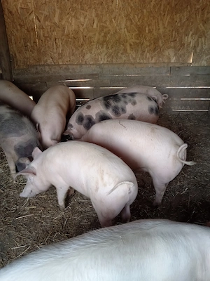 Soldani frumosi  - imagine 4