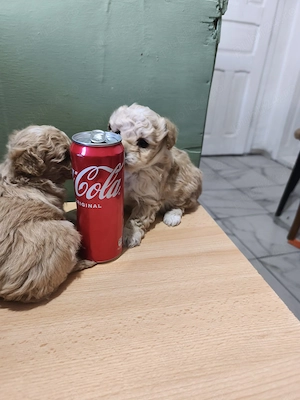 maltipoo de vânzare 