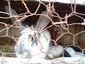 Vând 2 iepuroaice cu pui 
