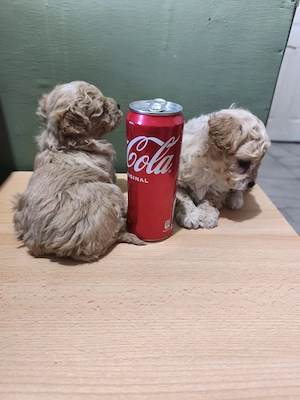 maltipoo de vânzare  - imagine 2
