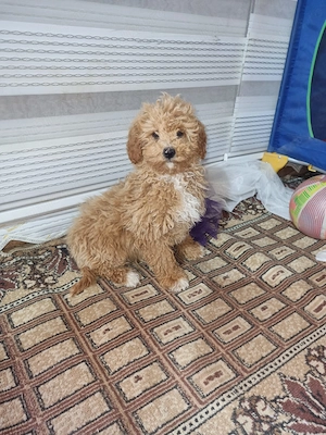 Căței pudel de excepție cauta stăpâni iubitori 