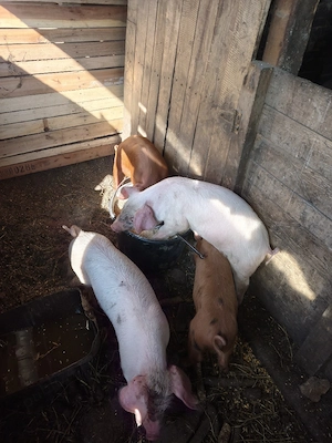 vând purcei duroc+landrace 