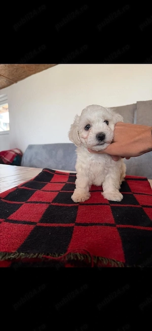Vand Bichon maltez-femela-6 saptamani  - imagine 3