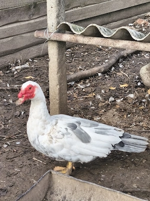 7 rațe mute colorate