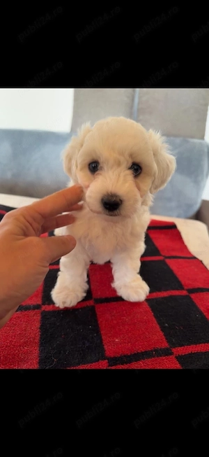 Vand Bichon maltez-femela-6 saptamani  - imagine 2